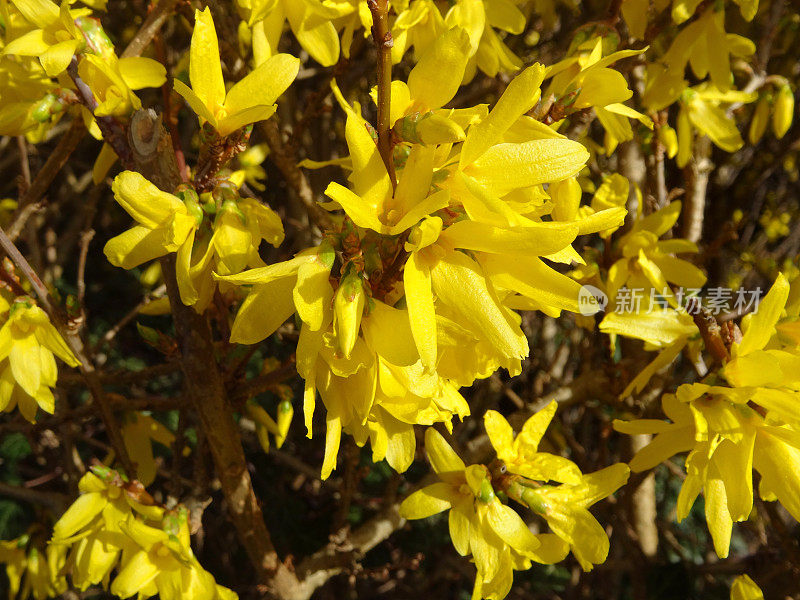 连翘花图像特写花瓣，花圃树篱/修剪修剪